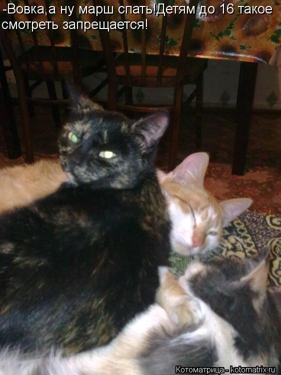 Котоматрица: -Вовка,а ну марш спать!Детям до 16 такое смотреть запрещается!