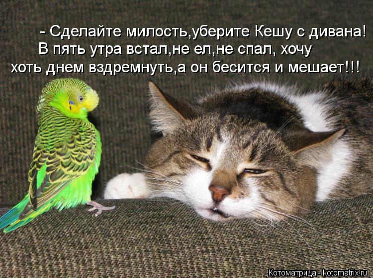 - Сделайте милость,уберите Кешу с дивана! В пять утра встал,не ел,не спал, хочу хоть днем вздремнуть,... Котоматрица: - Сделайте милость,уберите Кешу с дивана! В пять утра встал,не ел,не спал, хочу хоть днем вздремнуть,а он бесится и мешает!!!