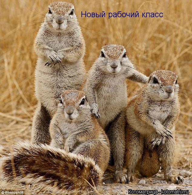 Котоматрица: Новый рабочий класс