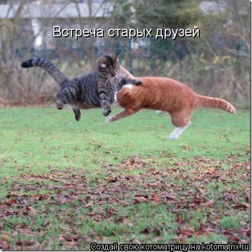 Котоматрица: Встреча старых друзей