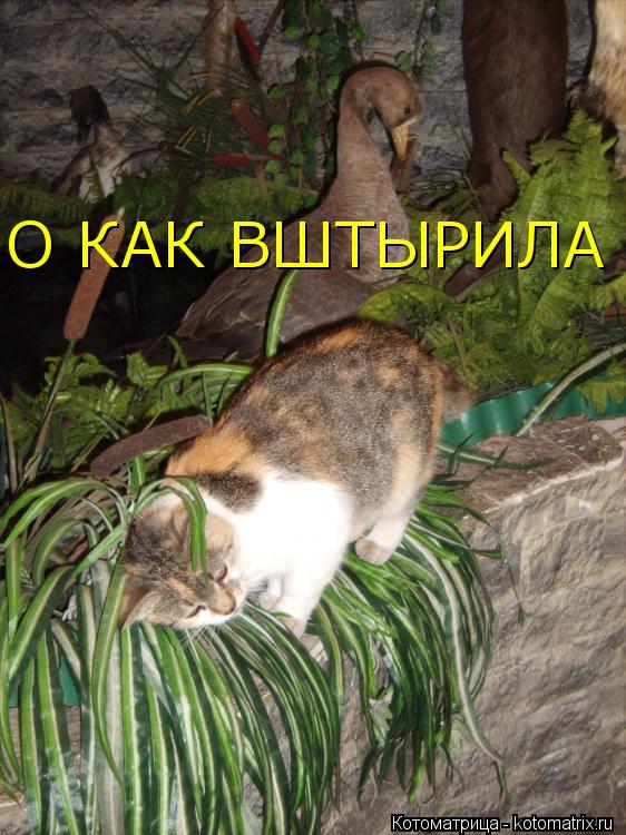 Котоматрица: О КАК ВШТЫРИЛА