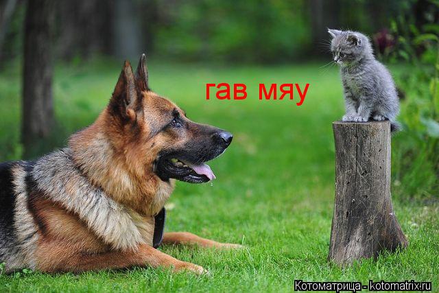 Котоматрица: гав мяу