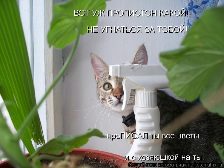 ВОТ УЖ ПРОПИСТОН КАКОЙ! НЕ УГНАТЬСЯ ЗА ТОБОЙ! проПИСАЛ ты все цветы... и с хозяюшкой на ты!... Котоматрица: ВОТ УЖ ПРОПИСТОН КАКОЙ! НЕ УГНАТЬСЯ ЗА ТОБОЙ! проПИСАЛ ты все цветы... и с хозяюшкой на ты!
