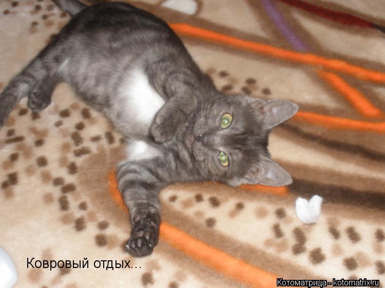 Котоматрица: Ковровый отдых...