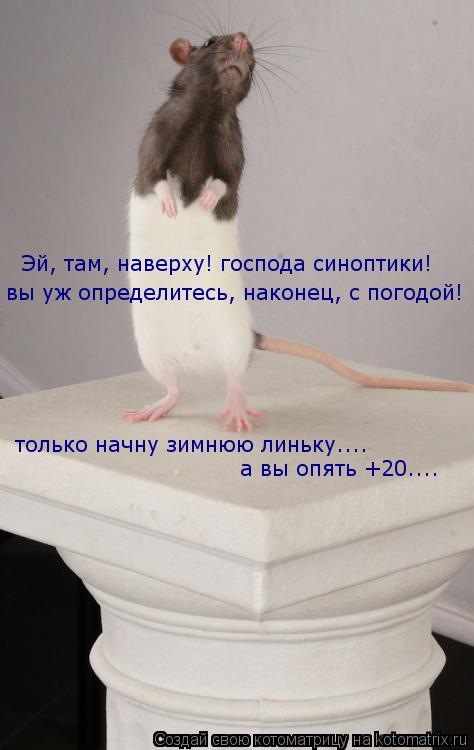 Эй, там, наверху! господа синоптики! вы уж определитесь, наконец, с погодой! только начну зимнюю линь... Котоматрица: Эй, там, наверху! господа синоптики! вы уж определитесь, наконец, с погодой! только начну зимнюю линьку.... а вы опять +20....