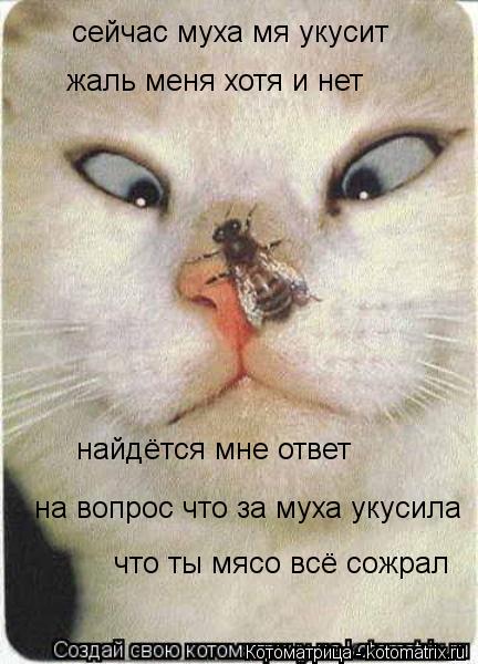 Котоматрица: сейчас муха мя укусит  найдётся мне ответ на вопрос что за муха укусила жаль меня хотя и нет что ты мясо всё сожрал