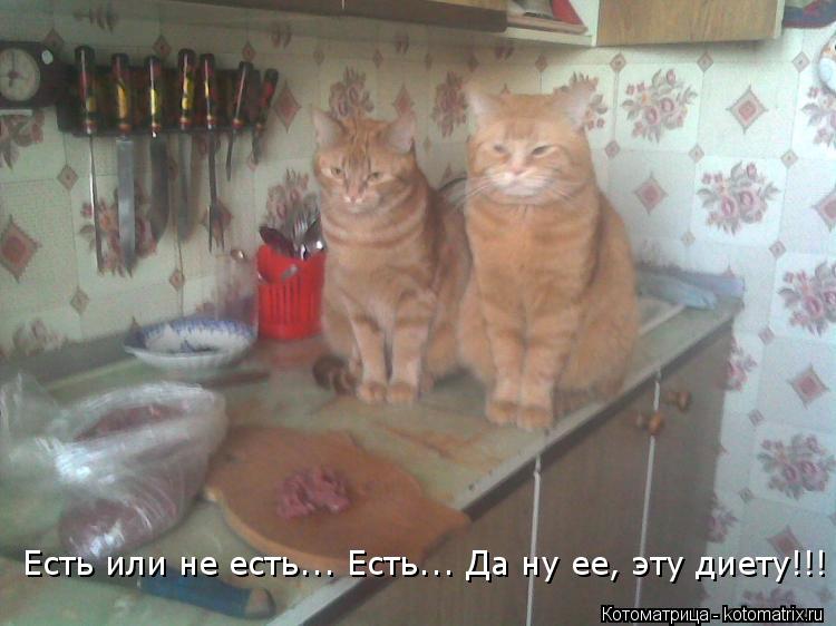 Есть или не есть... Да ну ее, эту диету!!! Есть или не есть... Есть... Да ну ее, эту диету!!! Есть ил... Котоматрица: Есть или не есть... Да ну ее, эту диету!!! Есть или не есть... Есть... Да ну ее, эту диету!!! Есть или не есть... Есть... Да ну ее, эту диету!!!