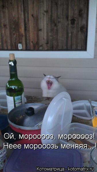Котоматрица: Ой, морооооз, морооооз!  Неее морооозь меняяя...!