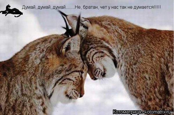 Думай, думай, думай........Не, братан, чет у нас так не думается!!!!!... Котоматрица: Думай, думай, думай........Не, братан, чет у нас так не думается!!!!!