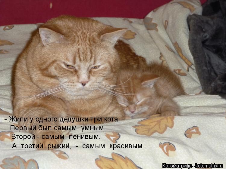- Жили у одного дедушки три кота. Первый был самым умным. Второй - самым ленивым. А третий, рыж... Котоматрица: - Жили у одного дедушки три кота. Первый был самым умным. Второй - самым ленивым. А третий, рыжий, - самым красивым....
