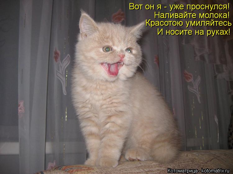 Вот он я - уже проснулся! Наливайте молока! Красотою умиляйтесь И носите на руках!... Котоматрица: Вот он я - уже проснулся! Наливайте молока! Красотою умиляйтесь И носите на руках!
