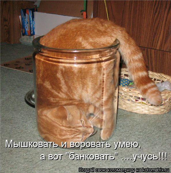 Котоматрица: Мышковать и воровать умею, а вот "банковать" ....учусь!!!