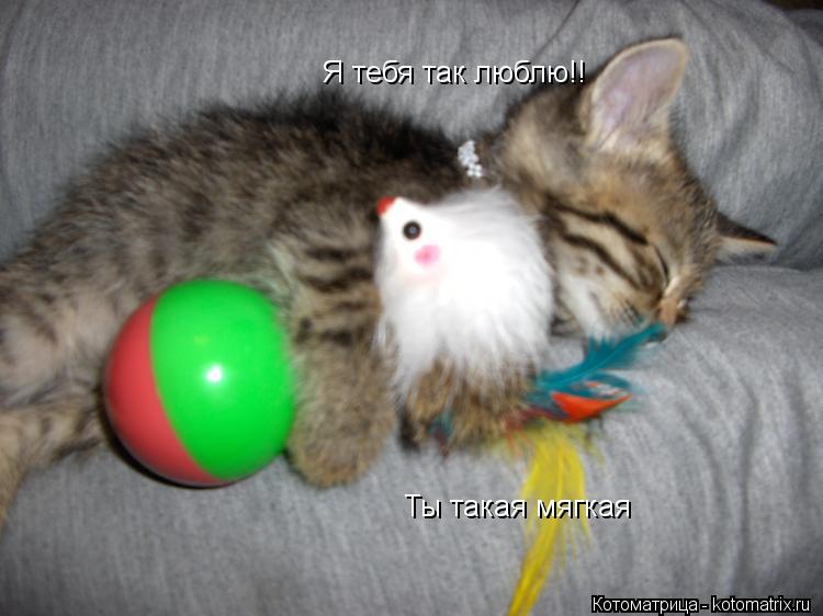 Я тебя так люблю!! Ты такая мягкая... Котоматрица: Я тебя так люблю!! Ты такая мягкая