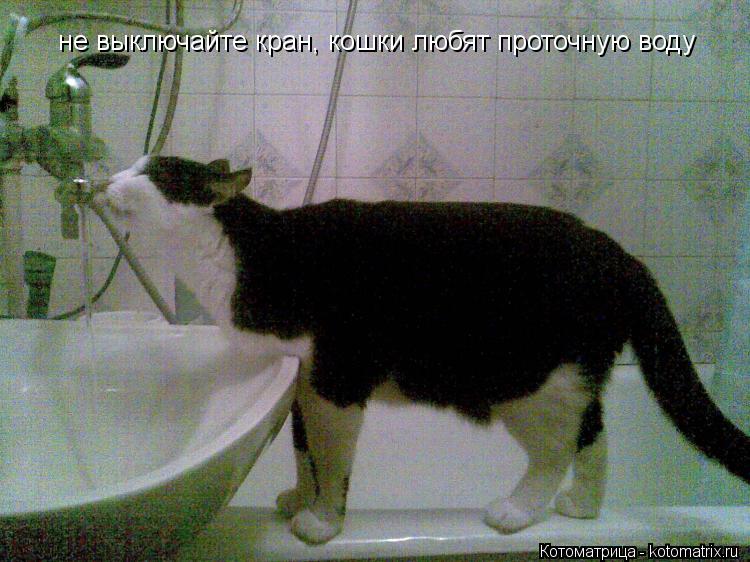 Котоматрица: не выключайте кран, кошки любят проточную воду