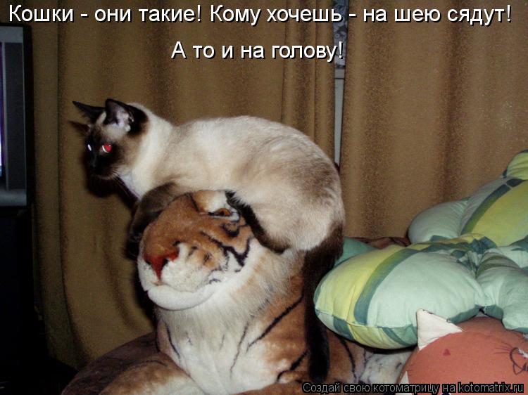 Котоматрица: Кошки - они такие! Кому хочешь - на шею сядут! А то и на голову!