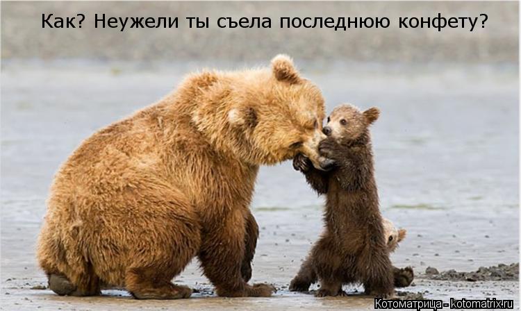 Как? Неужели ты съела последнюю конфету?... Котоматрица: Как? Неужели ты съела последнюю конфету?