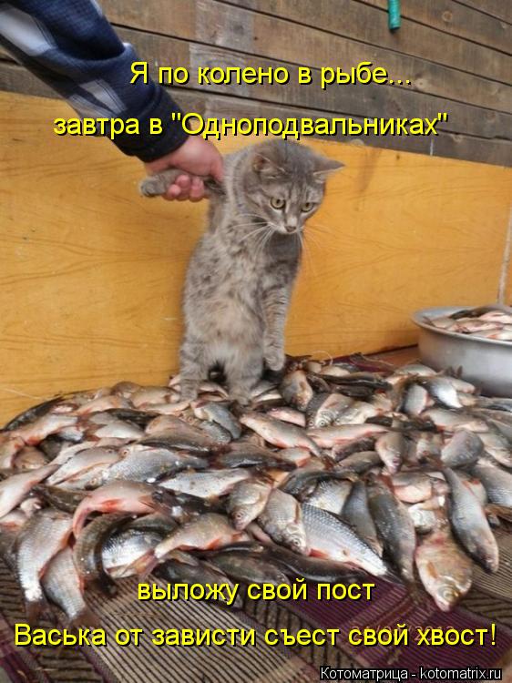 Я по колено в рыбе... завтра в "Одноподвальниках" Васька от зависти съест свой хвост! выложу свой по... Котоматрица: Я по колено в рыбе... завтра в "Одноподвальниках" Васька от зависти съест свой хвост! выложу свой пост