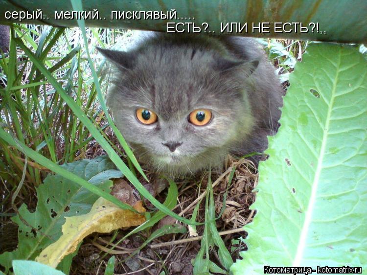 серый.. мелкий.. писклявый..... ЕСТЬ?.. ИЛИ НЕ ЕСТЬ?!,,... Котоматрица: серый.. мелкий.. писклявый..... ЕСТЬ?.. ИЛИ НЕ ЕСТЬ?!,,