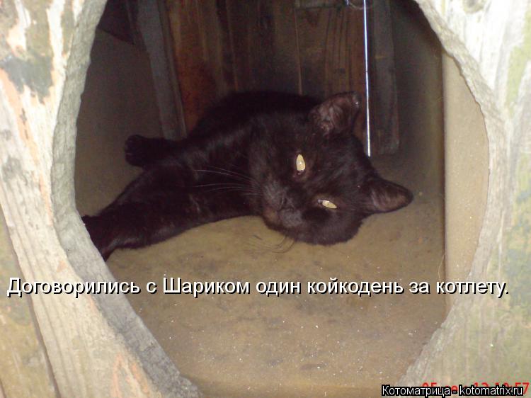 Договорились с Шариком один койкодень за котлету.... Котоматрица: Договорились с Шариком один койкодень за котлету.