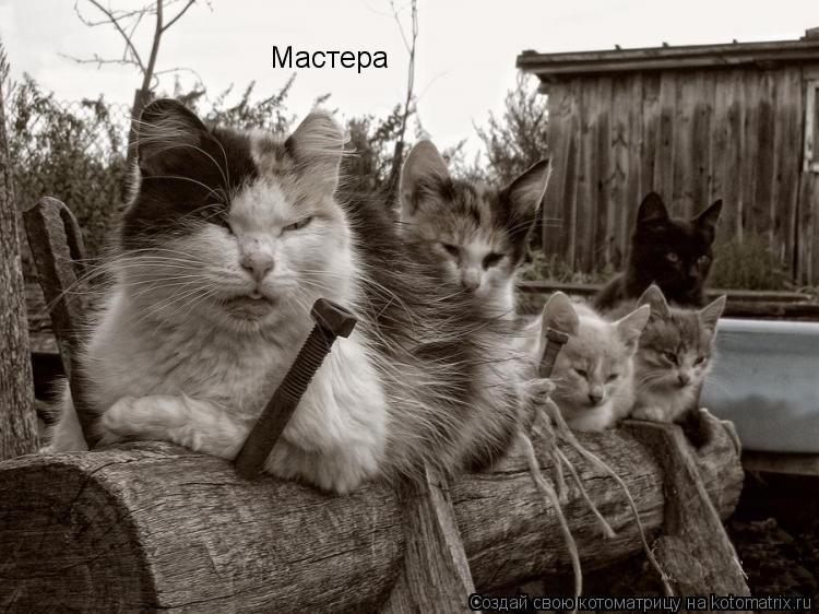 Котоматрица: Мастера