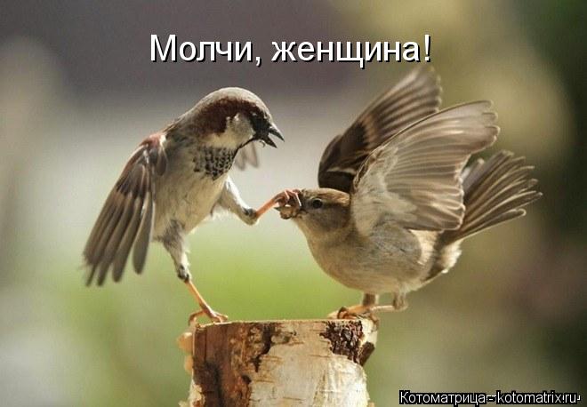 Котоматрица: Молчи, женщина!