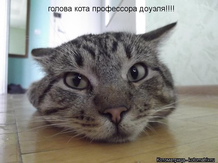 Котоматрица: голова кота профессора доуэля!!!!