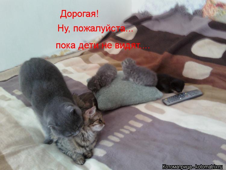 Котоматрица: Дорогая!                                                                                               Ну, пожалуйста...                                                                                              пока дети не