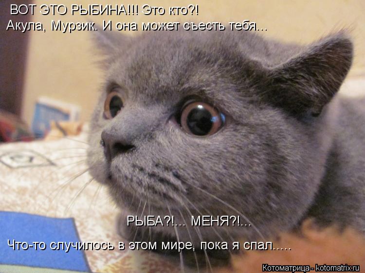 ВОТ ЭТО РЫБИНА!!! Это кто?! Акула, Мурзик. И она может съесть тебя... РЫБА?!... МЕНЯ?!... Что-то слу... Котоматрица: ВОТ ЭТО РЫБИНА!!! Это кто?! Акула, Мурзик. И она может съесть тебя... РЫБА?!... МЕНЯ?!... Что-то случилось в этом мире, пока я спал.....