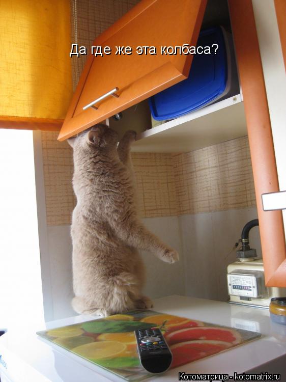 Да где же эта колбаса?... Котоматрица: Да где же эта колбаса?