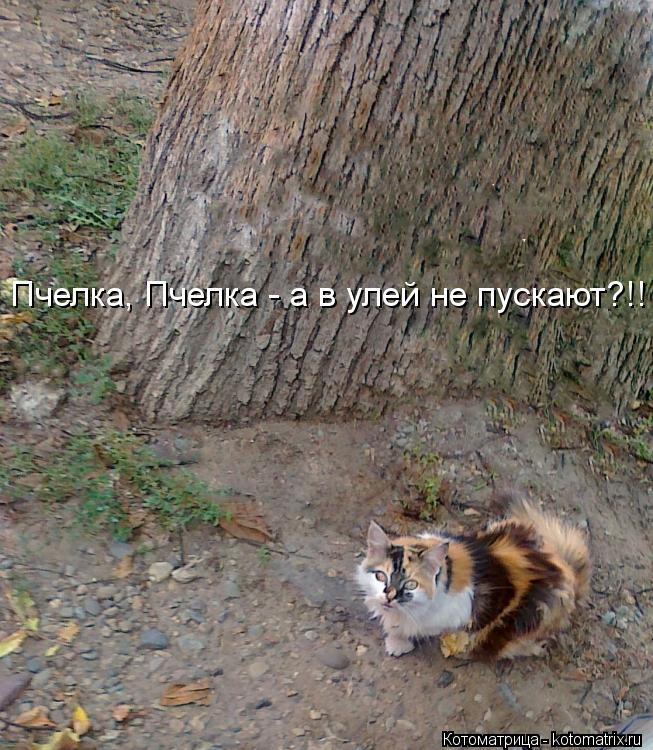 Котоматрица: Пчелка, Пчелка - а в улей не пускают?!! Пчелка, Пчелка - а в улей не пускают?!!