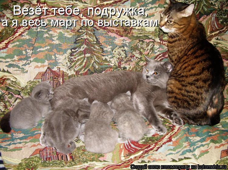 Котоматрица: Везёт тебе, подружка, а я весь март по выставкам