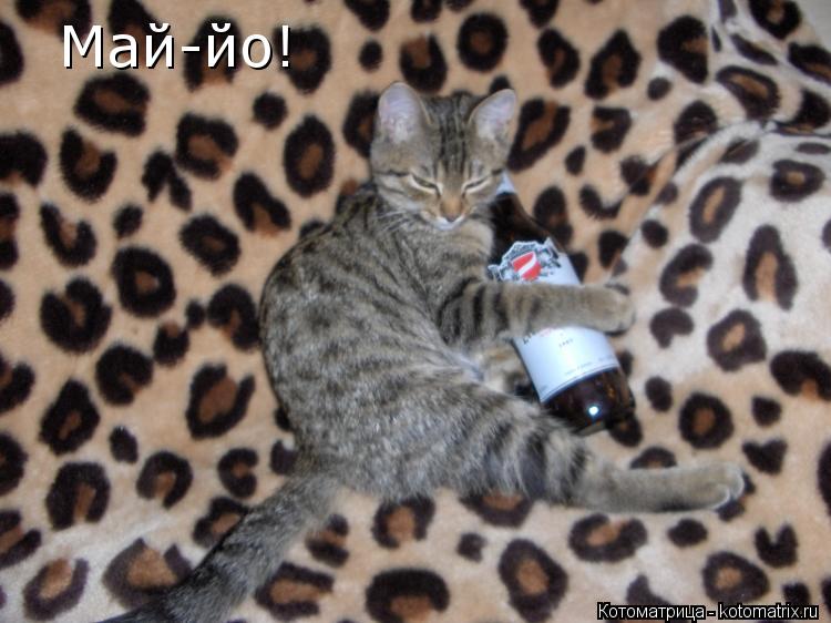 Май-йо!... Котоматрица: Май-йо!