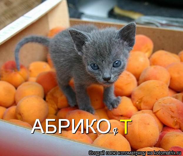 АБРИКО Т с /... Котоматрица: АБРИКО Т с /
