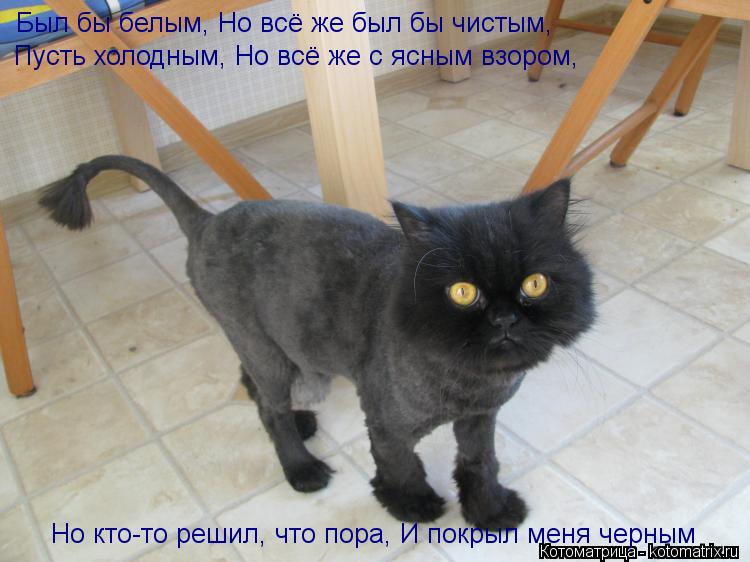 Котоматрица: Был бы белым, Но всё же был бы чистым,  Пусть холодным, Но всё же с ясным взором,  Но кто-то решил, что пора, И покрыл меня черным