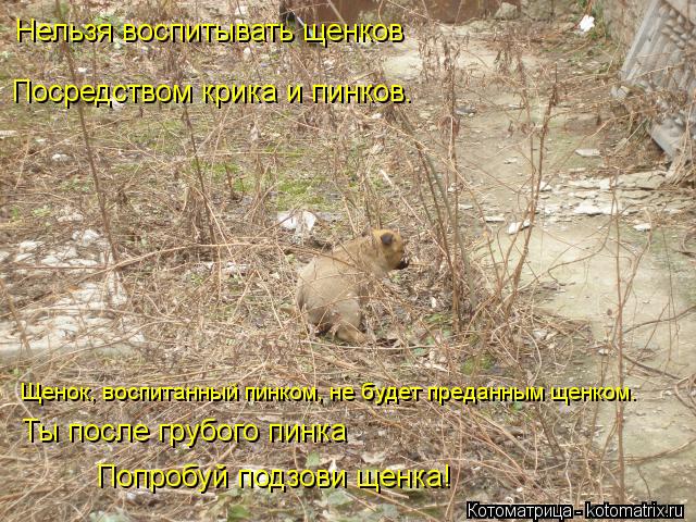 Котоматрица: Нельзя воспитывать щенков  Посредством крика и пинков. Щенок, воспитанный пинком, не будет преданным щенком. Ты после грубого пинка Попробу