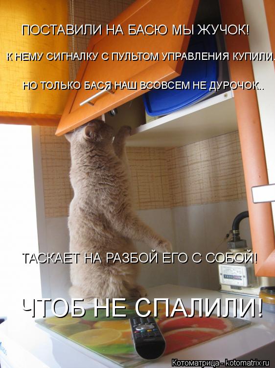 ПОСТАВИЛИ НА БАСЮ МЫ ЖУЧОК! К НЕМУ СИГНАЛКУ С ПУЛЬТОМ УПРАВЛЕНИЯ КУПИЛИ... НО ТОЛЬКО БАСЯ НАШ ВСОВСЕМ... Котоматрица: ПОСТАВИЛИ НА БАСЮ МЫ ЖУЧОК! К НЕМУ СИГНАЛКУ С ПУЛЬТОМ УПРАВЛЕНИЯ КУПИЛИ... НО ТОЛЬКО БАСЯ НАШ ВСОВСЕМ НЕ ДУРОЧОК.. ТАСКАЕТ НА РАЗБОЙ ЕГО С СОБ