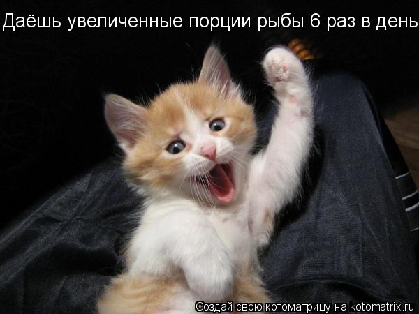 Котоматрица: Даёшь увеличенные порции рыбы 6 раз в день