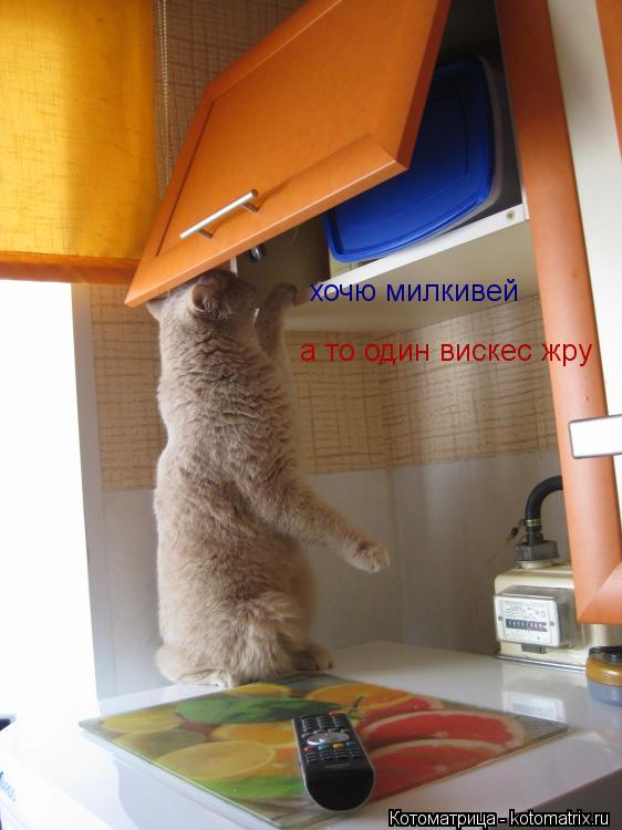 хочю милкивей а то один вискес жру... Котоматрица: хочю милкивей а то один вискес жру