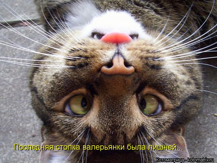 Котоматрица: Последняя стопка валерьянки была лишней...