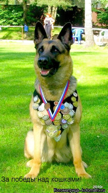 Котоматрица: За победы над кошками!