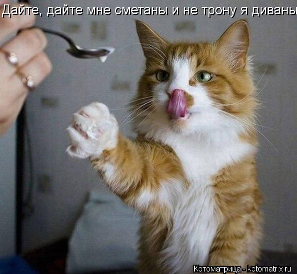 Дайте, дайте мне сметаны и не трону я диваны... Котоматрица: Дайте, дайте мне сметаны и не трону я диваны