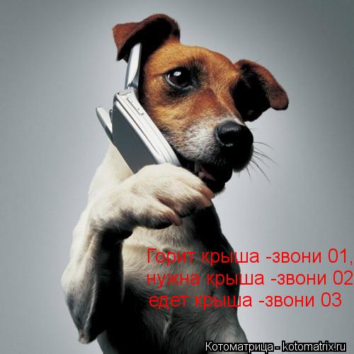 Горит крыша -звони 01, нужна крыша -звони 02, едет крыша -звони 03... Котоматрица: Горит крыша -звони 01, нужна крыша -звони 02, едет крыша -звони 03