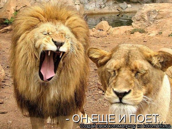 Котоматрица: - ОН ЕЩЕ И ПОЕТ...