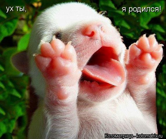 Котоматрица: ух ты, я родился!