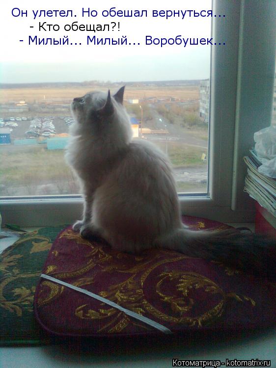 Он улетел. Но обешал вернуться... - Кто обещал?! - Милый... Милый... Воробушек...... Котоматрица: Он улетел. Но обешал вернуться... - Кто обещал?! - Милый... Милый... Воробушек...