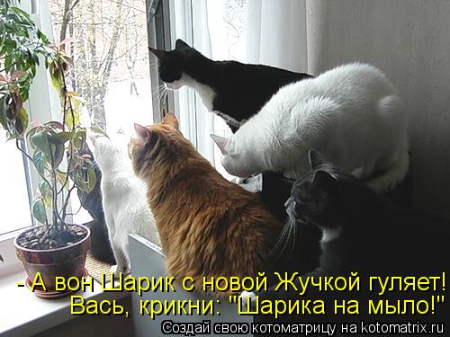 - А вон Шарик с новой Жучкой гуляет! Вась, крикни: "Шарика на мыло!"... Котоматрица: - А вон Шарик с новой Жучкой гуляет! Вась, крикни: "Шарика на мыло!"