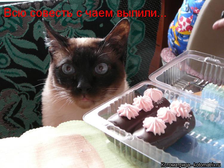 Всю совесть с чаем выпили...... Котоматрица: Всю совесть с чаем выпили...