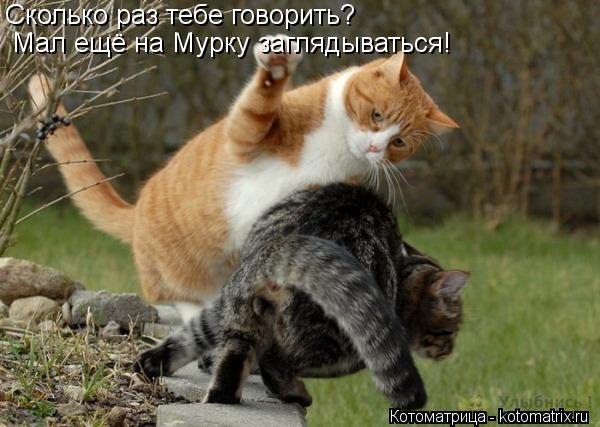Котоматрица: Сколько раз тебе говорить? Мал ещё на Мурку заглядываться!