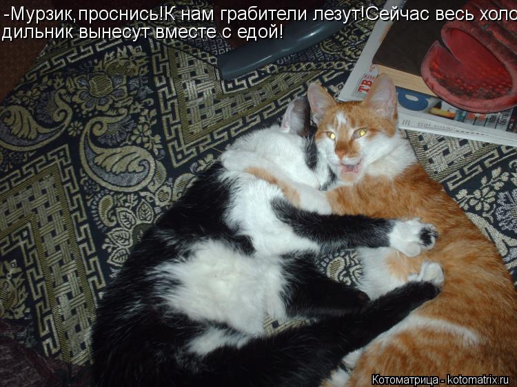 Котоматрица: -Мурзик,проснись!К нам грабители лезут!Сейчас весь холо- дильник вынесут вместе с едой!
