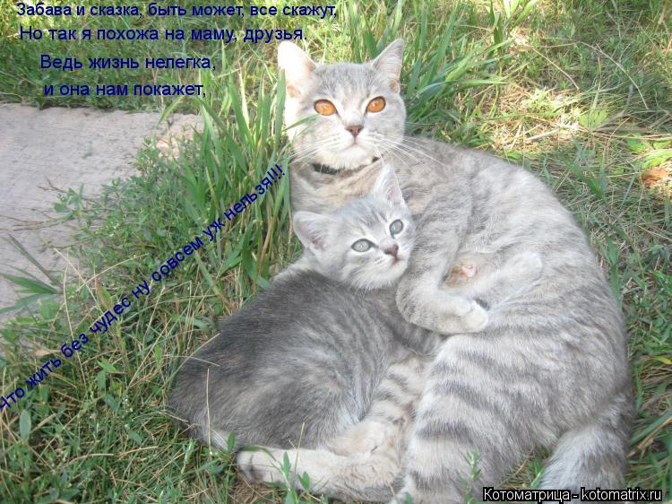 Котоматрица: Но так я похожа на маму, друзья.  Что жить без чудес ну совсем уж нельзя!!! Забава и сказка, быть может, все скажут,   Ведь жизнь нелегка,  и она н